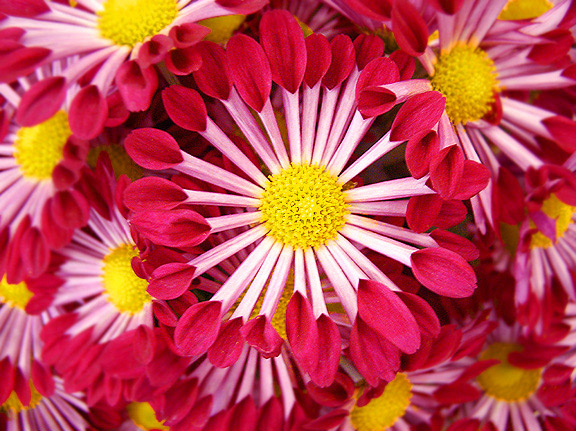 Red Dahlias
