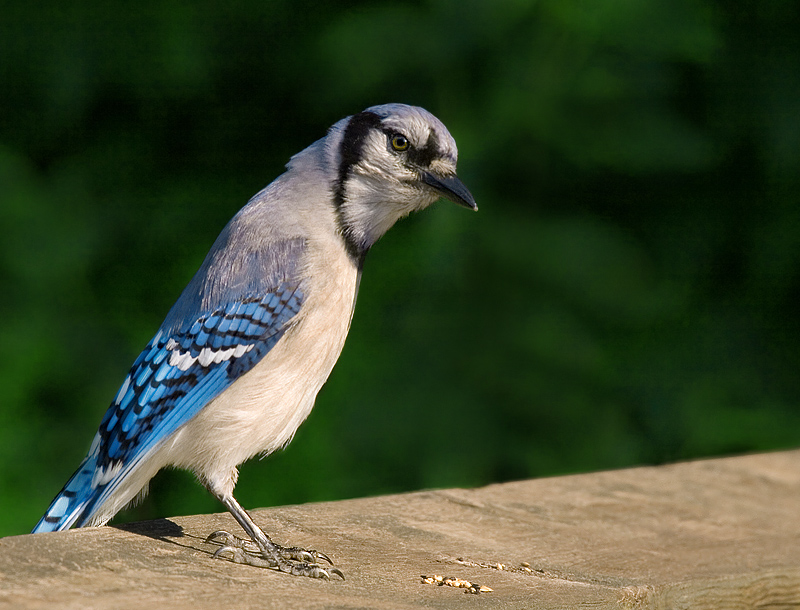 Blue Jay