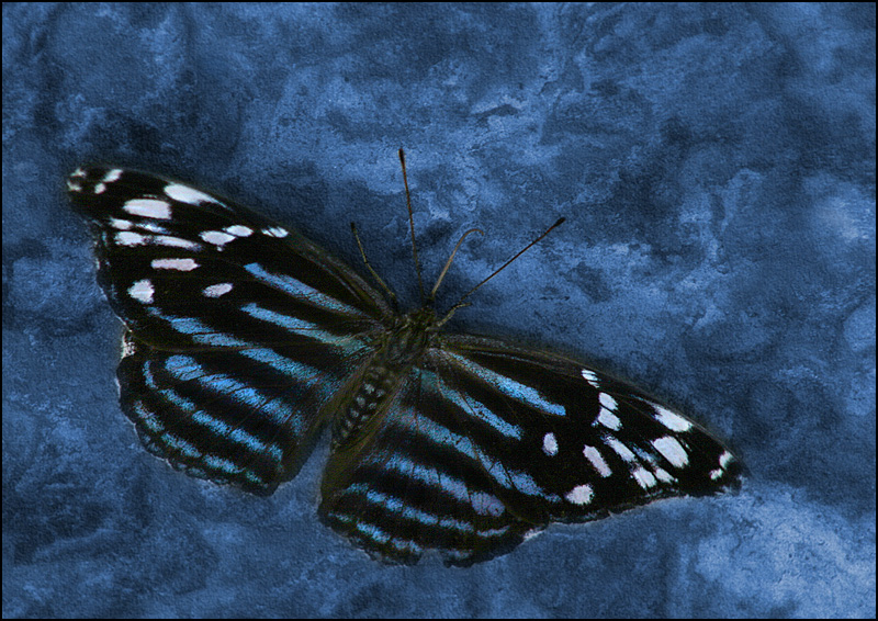 Camouflage