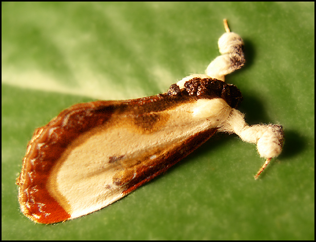 Moth