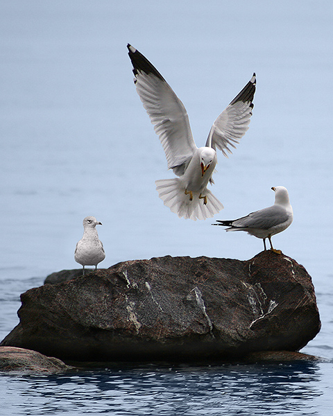 Coming in for landing