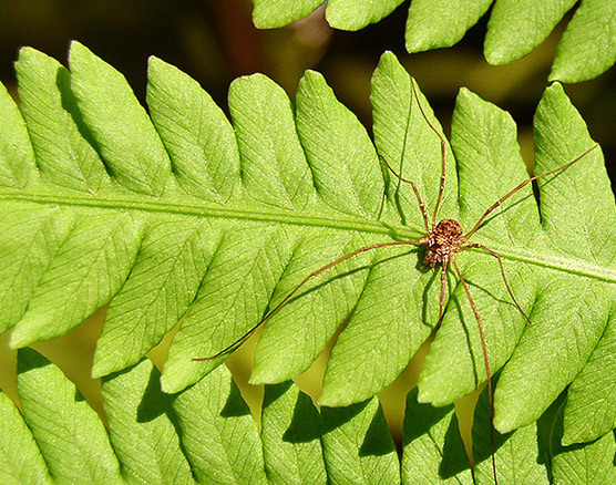 Daddy long legs