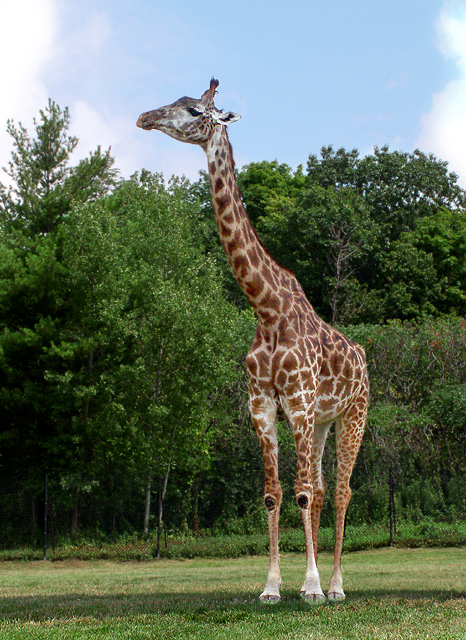 Giraffe