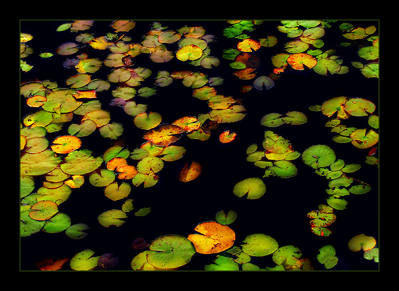 Lillypods
