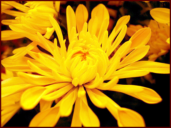 Yellow Dahlia