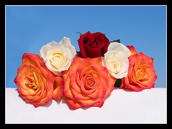 Anniversary Roses