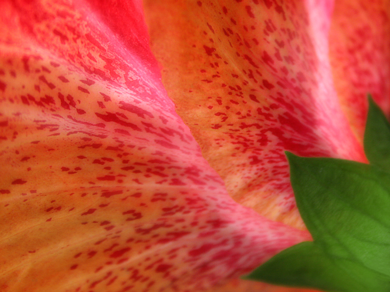 Behind Hibiscus