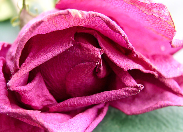 Dried Rose