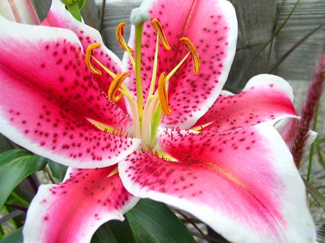 Stargazer