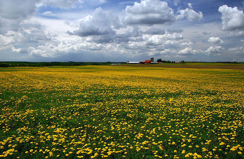 Ontario Farmland