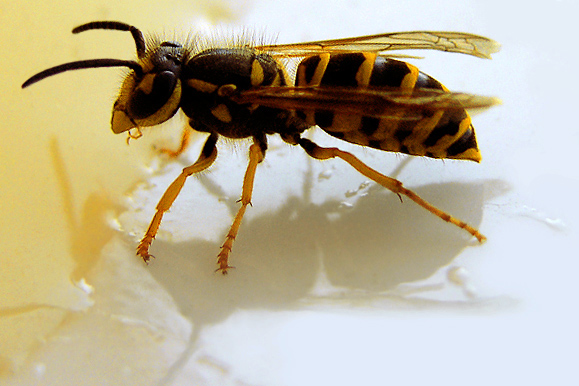 Honey trap
