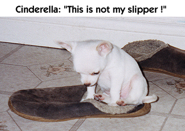 Cinderella & her slipper