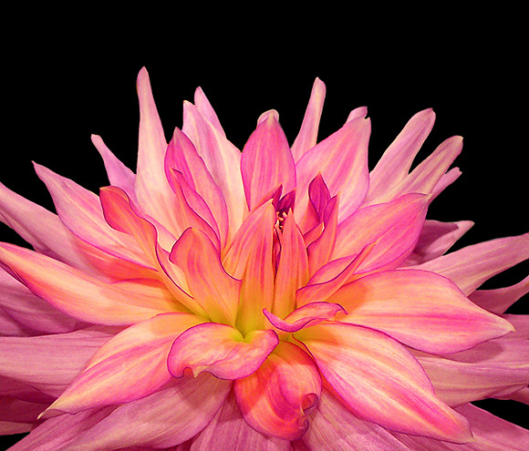 Pink Dahlia