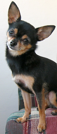 Jasper