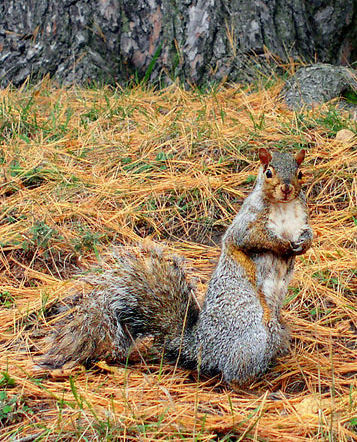 Squirrel
