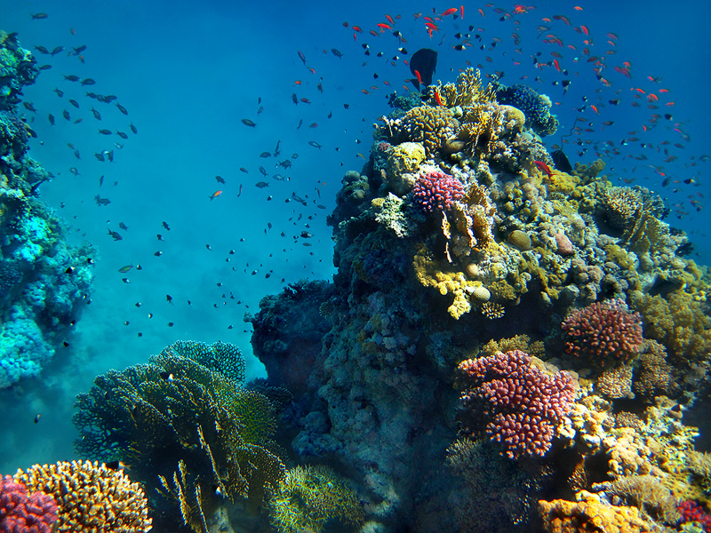 Corals of the Red Sea