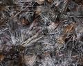 Ice