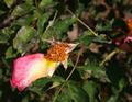 Once a rose