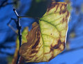 Old leaf
