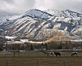 Cache Valley Horses