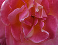 Rosey