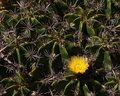 Cactus Bloom