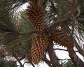 Coulter Large Cone Pine