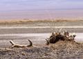 Desolation