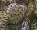 Texas Prickly Pear