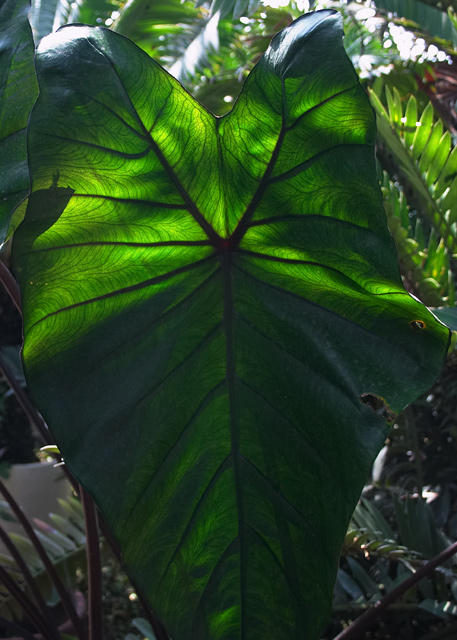 Backlit leaf