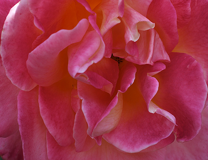 Rosey