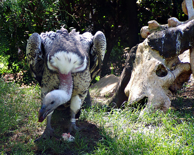 Vulture