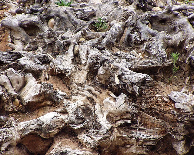 Stump