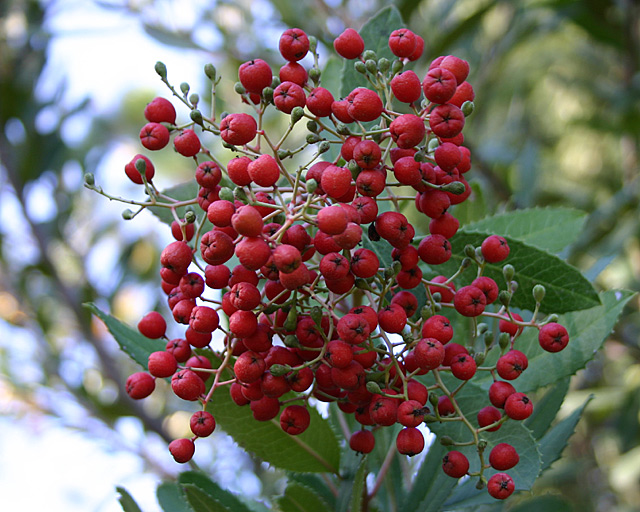 Berries