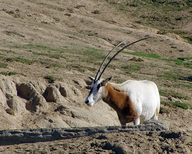 Oryx