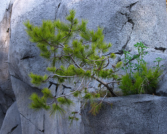 Pine