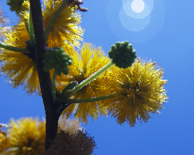 Wild Teasel