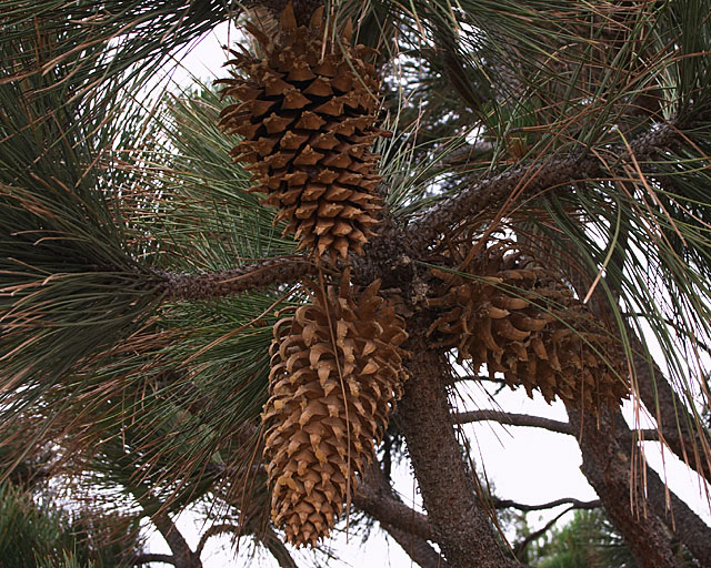 Coulter Large Cone Pine