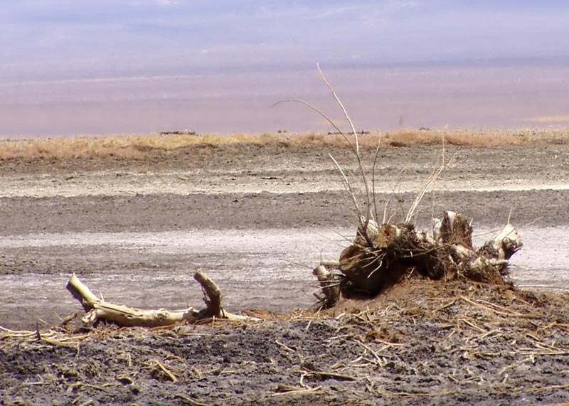 Desolation