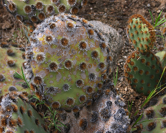 Texas Prickly Pear