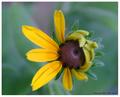 Shy Flower