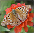 Muted Butterfly