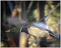 In Flight