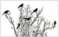 Black Birds