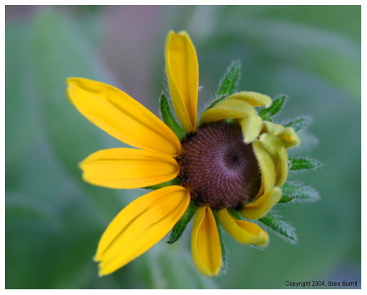 Shy Flower