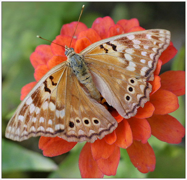 Muted Butterfly