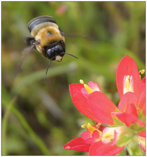 In For A Landing