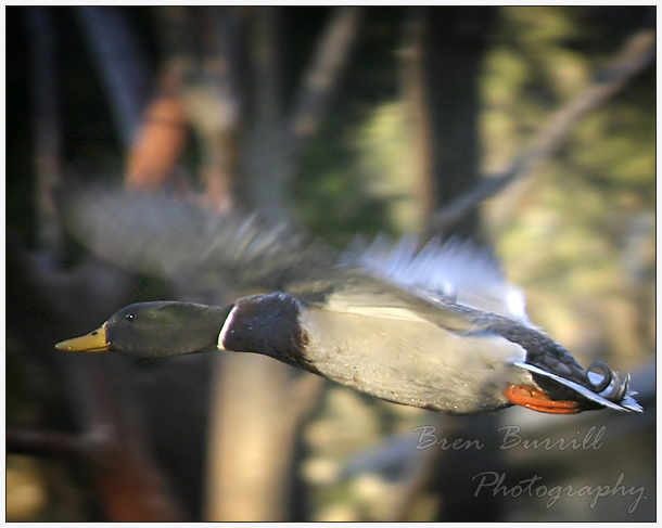 In Flight
