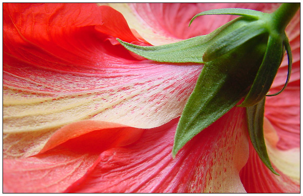 Ruffled Hibiscus