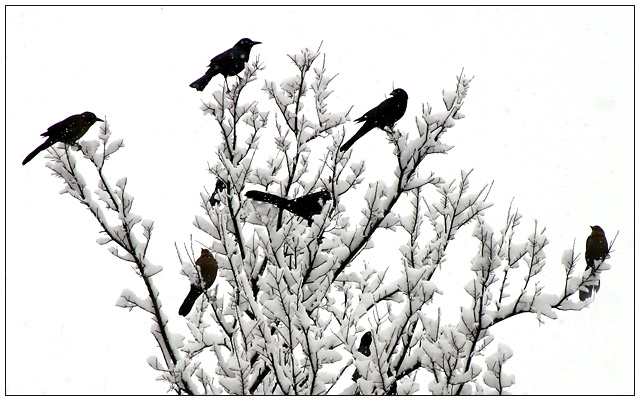 Black Birds